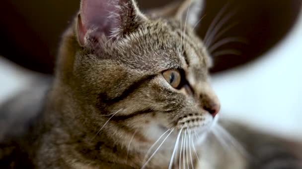 Tabby Γάτα Οικόσιτο Κατοικίδιο Ζώο Γατούλα Κάθεται Στο Γραφείο Περιστρεφόμενη — Αρχείο Βίντεο