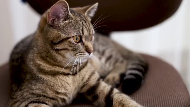 Gestromte Katze Haustier Kätzchen Sitzt Büro Drehstuhl Mit Armlehnen Pflege — Stockvideo