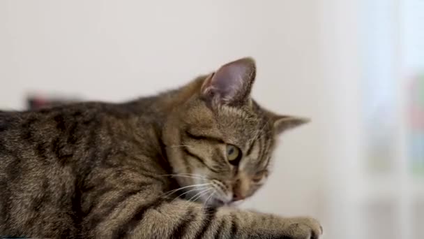 Gestromte Katze Haustier Kätzchen Sitzt Büro Drehstuhl Mit Armlehnen Pflege — Stockvideo