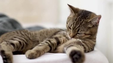Yatak örtüsünün üzerinde oturan tekir kedi kendini temizliyor, esniyor ya da uyuyor. Yatak odasında, çarşafların üzerinde güzel kedi yavrusu, perde arkasında yastık. Yüzü kapatın hayvan patisini, damadı yalayın.