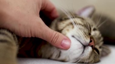 Yatak örtüsünün üzerinde oturan tekir kedi kendini temizliyor, esniyor ya da uyuyor. Yatak odasında, çarşafların üzerinde güzel kedi yavrusu, perde arkasında yastık. Yüzü kapatın hayvan patisini, damadı yalayın.