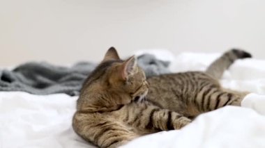 Oyuncu tekir kedi yatak odasında çarşafla zıplıyor. Kedi yavrusu perdelerin arkasında saklanıyor, çarşafları pençeleriyle ısırıyor. Sevimli evcil hayvan oyunu, komik ağızlık, yukarı bak, avlanıyor.