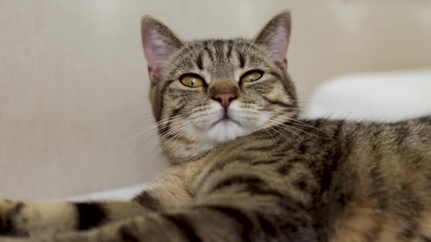 Кошка Сидящая Постельном Одеяле Ухаживающая Собой Зевающая Спящая Красивая Котенок — стоковое видео