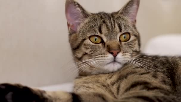Gato Tabby Sentado Cama Cobertor Preparação Limpeza Bocejando Dormindo Gatinho — Vídeo de Stock