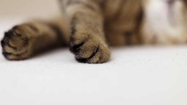 แมวท งอย บนผ มเต าความสะอาดต วเอง างหน าหร อนอนหล ยงในบ — วีดีโอสต็อก