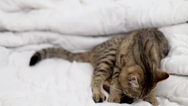 Tabby Gatto Dormire Giocare Saltare Camera Letto Bed Kitty Leccare — Video Stock