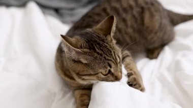 Oyuncu tekir kedi yatak odasında çarşafla zıplıyor. Kedi yavrusu perdelerin arkasında saklanıyor, çarşafları pençeleriyle ısırıyor. Sevimli evcil hayvan oyunu, komik ağızlık, yukarı bak, avlanıyor.