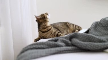 Oyuncu tekir kedi yatak odasında çarşafla zıplıyor. Kedi yavrusu perdelerin arkasında saklanıyor, çarşafları pençeleriyle ısırıyor. Sevimli evcil hayvan oyunu, komik ağızlık, yukarı bak, avlanıyor.