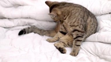 Tekir kedi uyuyor ya da yatakta zıplıyor. Kedi kendini dille yalıyor. Kadın evcil hayvan.