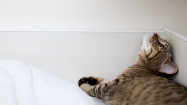 Tabby Gato Dormindo Brincando Pulando Quarto Cama Kitty Lamber Noivo — Vídeo de Stock