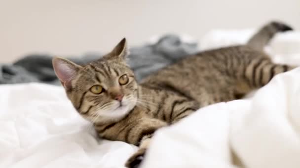 Игривый Тэбби Кот Прыгает Кровать Играя Простыней Одеяло Bedroom Kitty — стоковое видео