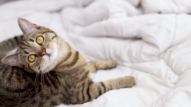 Tabby Gatto Dormire Giocare Saltare Camera Letto Bed Kitty Leccare — Video Stock