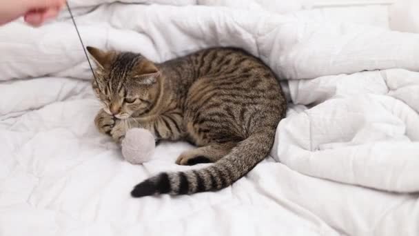 タビー猫寝てたりベッドの上で寝たり 子猫は舌で新郎自身をなめる 女性は動物を撫でる — ストック動画