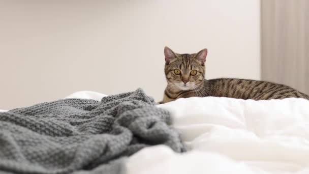 Грайливий Таббі Кіт Стрибає Ліжку Грає Ковдрою Постільної Білизни Спальні — стокове відео