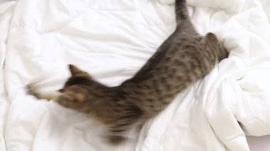 Oyuncu tekir kedi yatak odasında çarşafla zıplıyor. Kedi yavrusu perdelerin arkasında saklanıyor, çarşafları pençeleriyle ısırıyor. Sevimli evcil hayvan oyunu, komik ağızlık, yukarı bak, avlanıyor.