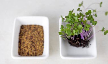 Mutfakta makaslarla izole edilmiş mikro yeşiller. Elinde bitki tutan sağlıklı beslenme zayıf kadın, karın veya el bandı ölçer. Kilo kaybı için lif yer.