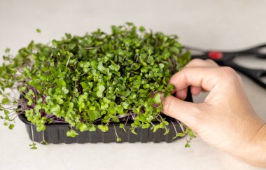 Mutfakta makaslarla izole edilmiş mikro yeşiller. Elinde bitki tutan sağlıklı beslenme zayıf kadın, karın veya el bandı ölçer. Kilo kaybı için lif yer.