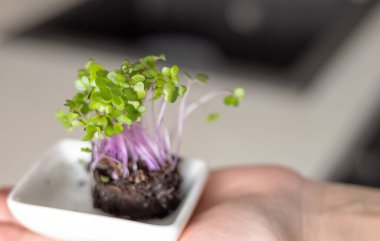 Mutfakta makaslarla izole edilmiş mikro yeşiller. Elinde bitki tutan sağlıklı beslenme zayıf kadın, karın veya el bandı ölçer. Kilo kaybı için lif yer.