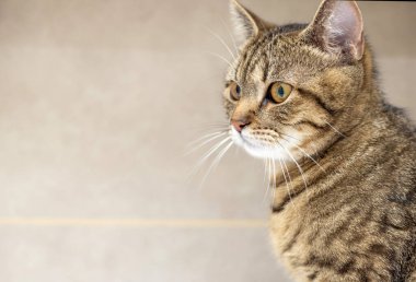 Banyodaki sevimli tekir kedi yavrusunun portresi yukarı bakıyor, avlanıyor, ağızlık takıyor, rafta ya da çamaşır makinesinde oturuyor, esniyor, lavaboda ve havuzda oynuyor. Yavru el evcil hayvana ulaşmaya çalış.