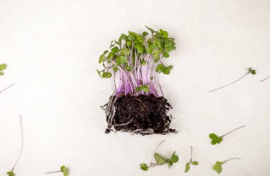 Mutfakta makaslarla izole edilmiş mikro yeşiller. Elinde bitki tutan sağlıklı beslenme zayıf kadın, karın veya el bandı ölçer. Kilo kaybı için lif yer.