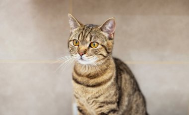 Banyodaki sevimli tekir kedi yavrusunun portresi yukarı bakıyor, avlanıyor, ağızlık takıyor, rafta ya da çamaşır makinesinde oturuyor, esniyor, lavaboda ve havuzda oynuyor. Yavru el evcil hayvana ulaşmaya çalış.