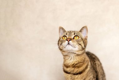 Banyodaki sevimli tekir kedi yavrusunun portresi yukarı bakıyor, avlanıyor, ağızlık takıyor, rafta ya da çamaşır makinesinde oturuyor, esniyor, lavaboda ve havuzda oynuyor. Yavru el evcil hayvana ulaşmaya çalış.