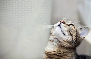 Banyodaki sevimli tekir kedi yavrusunun portresi yukarı bakıyor, avlanıyor, ağızlık takıyor, rafta ya da çamaşır makinesinde oturuyor, esniyor, lavaboda ve havuzda oynuyor. Yavru el evcil hayvana ulaşmaya çalış.