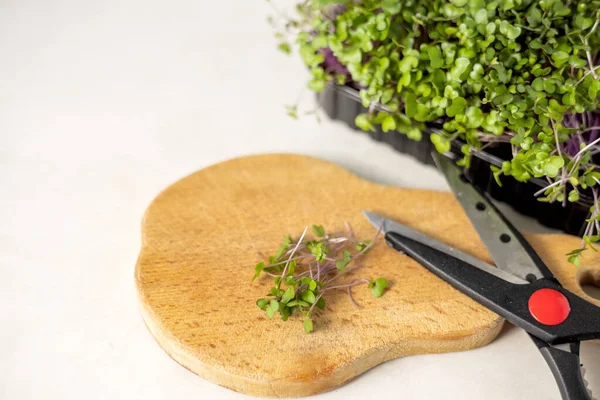 stock image micro greens in box isolated at kitchen with scissors.healthy nutrition slim woman holding plants,measure tape around abdoment or fist.eating fibers for weight loss.space for text mock up banner