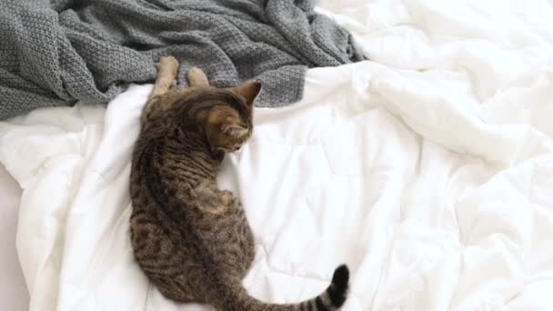 遊び心のあるタビー猫ベッドルームで毛布ベッドシートで遊んでベッドの上にジャンプします 子猫はカーテンの上に隠れて 手袋でシートを保持かむ — ストック動画