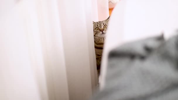 Zabawy Kotek Tabby Skoków Łóżku Bawiąc Się Koc Pościel Sypialni — Wideo stockowe