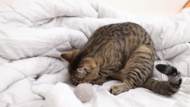 Tabby Kot Śpi Bawiąc Się Lub Skacząc Sypialni Łóżku Kitty — Wideo stockowe