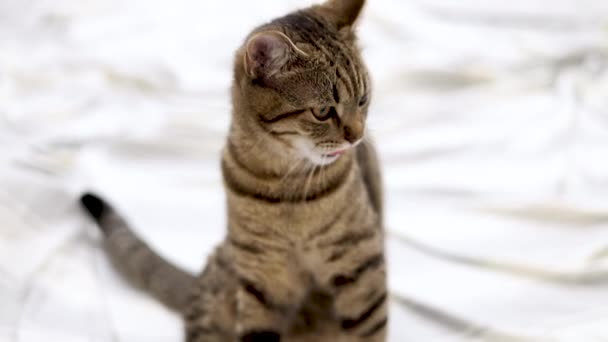 Tabby Γάτα Κοιμάται Παίζοντας Πηδώντας Στο Υπνοδωμάτιο Στο Κρεβάτι Γατάκι — Αρχείο Βίντεο