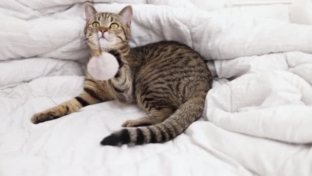 Tabby Kočka Spí Hrát Nebo Skákání Ložnici Posteli Kitty Lízat — Stock video