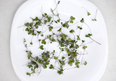 Mutfakta makaslarla izole edilmiş mikro yeşiller. Elinde bitki tutan sağlıklı beslenme zayıf kadın, karın veya el bandı ölçer. Kilo kaybı için lif yer.