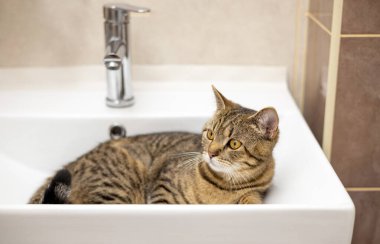 Banyodaki sevimli tekir kedi yavrusunun portresi yukarı bakıyor, avlanıyor, ağızlık takıyor, rafta ya da çamaşır makinesinde oturuyor, esniyor, lavaboda ve havuzda oynuyor. Yavru el evcil hayvana ulaşmaya çalış.