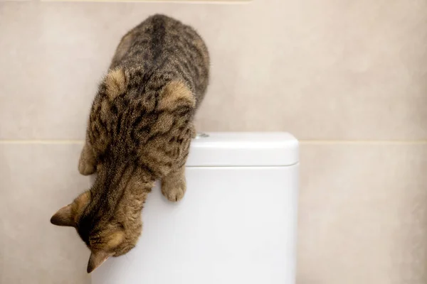 Portrait Der Niedlichen Gestromten Katzenkätzchen Badezimmer Die Aufschaut Jagt Verspielt — Stockfoto