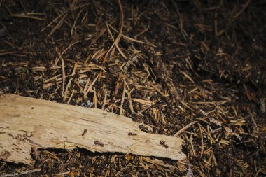 Karıncalarla kaplı kuru yapraklar.