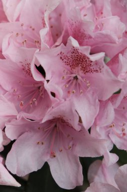 Zarif taç yapraklı pembe çiçeklerin detaylı makrosu, canlı bahar renkleri sergiliyor..