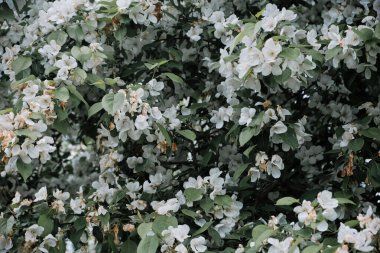 Beyaz çiçeklerle dolu ağaç dalı saflığı ve mevsimsel yenilenmeyi simgeliyor..
