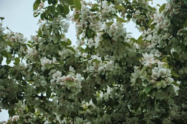 Taze yapraklarla kaplı bahar ağacı dalı ve doğal ışığa karşı narin beyaz çiçekler.