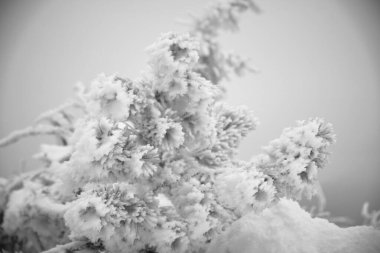 Çıplak dalları, minimalisti ve atmosferi olan buzlu bir ağacın siyah beyaz kış sahnesi..