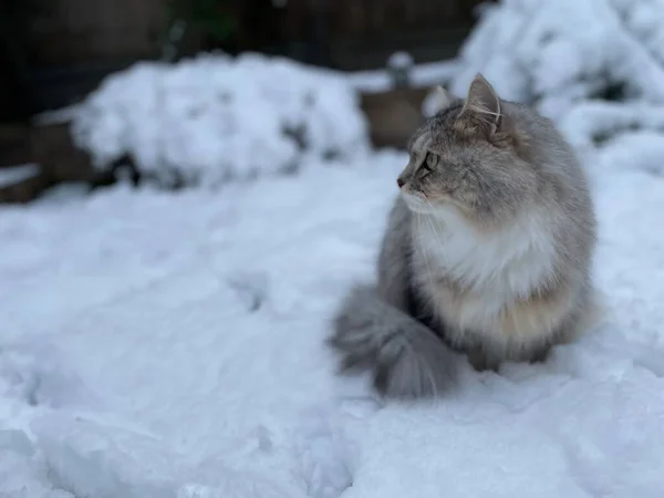 Cat in the snow in backyard in london. siberian cat playing in garden in the snow. High quality photo