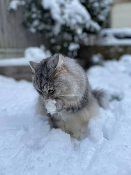 Cat in the snow in backyard in london. siberian cat playing in garden in the snow. High quality photo