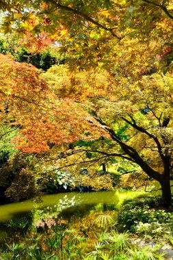 Portakal sarısı yapraklar Villa Carlotta 'nın Botanik Bahçesi. Yüksek kalite fotoğraf