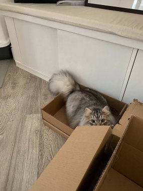 Kutudaki gri gri Sibirya kedisi. Yüksek kalite fotoğraf