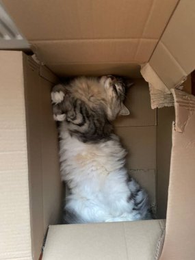 Kutudaki gri gri Sibirya kedisi. Yüksek kalite fotoğraf