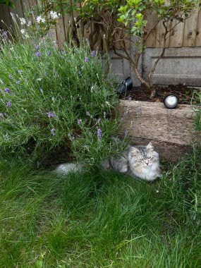 Gri Sibirya kedisi yemyeşil bir bahçede oturuyor. Yüksek kalite fotoğraf
