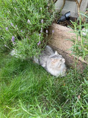 Gri Sibirya kedisi yemyeşil bir bahçede oturuyor. Yüksek kalite fotoğraf