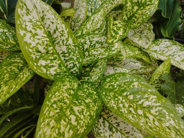 Aglonema Ciangmai 'nin benekli yeşil yaprak dokusu var. Yapraklar geniştir ve kolayca gelişebilir..