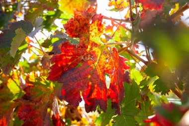 Vineyards in autumn in the Somontano region of Spain.